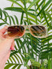 Eyes On Me Sunglasses In Multiple Colors